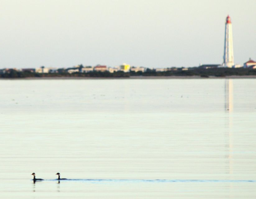 Faro: Pudim Real Boat Tour's 6-Hour Boat Tour to Ria Formosa - Common questions