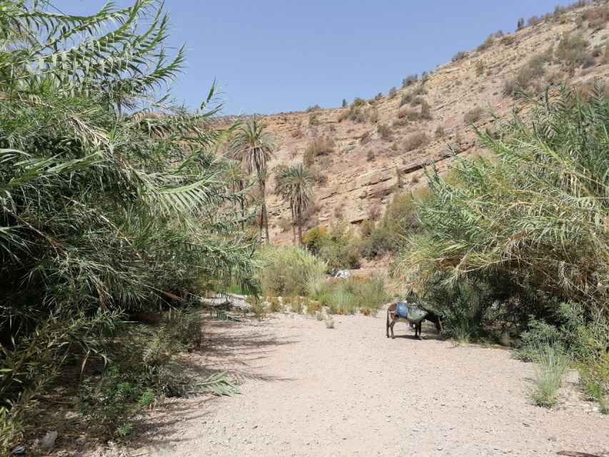 From Agadir: Paradise Valley Visit & Sandboarding With Lunch - Logistics and Cultural Interaction