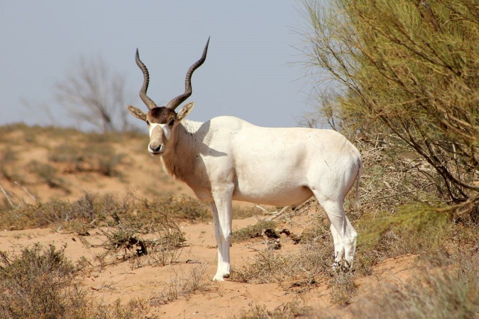 From Agadir: Sous Massa Wildlife Park, Desert Safari & Lunch - Traditional Berber Lunch