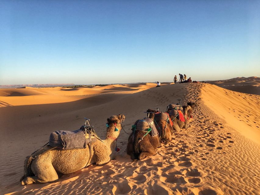 From Agadir/Tamraght/Taghazout: Sandoarding in Sand Dunes - Sunset Sandboarding Experience