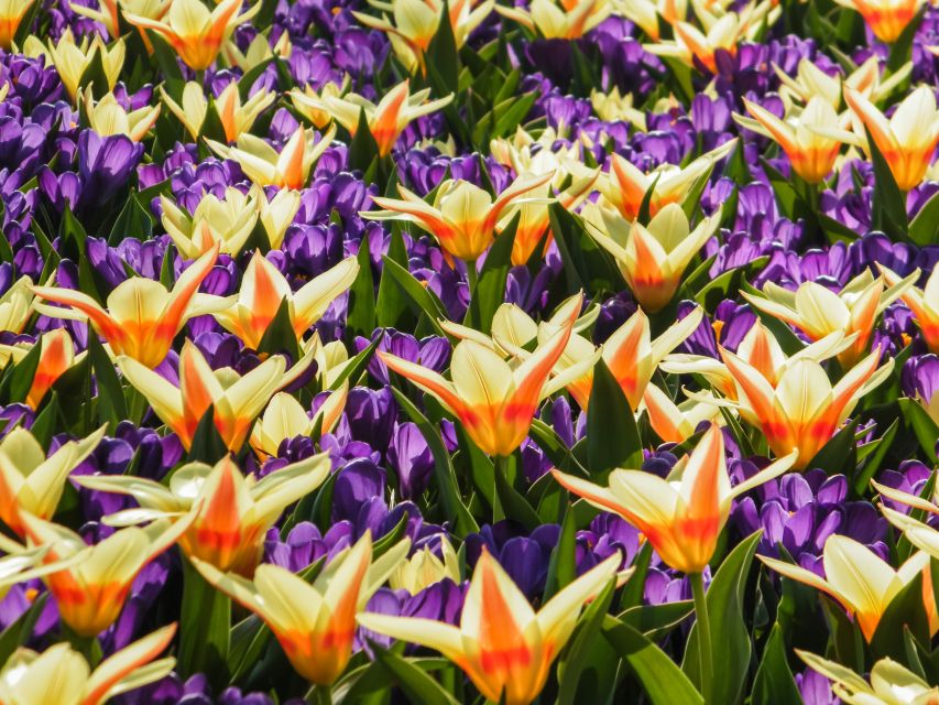 From Amsterdam: Keukenhof Entry and Roundtrip Shuttle Bus - Common questions