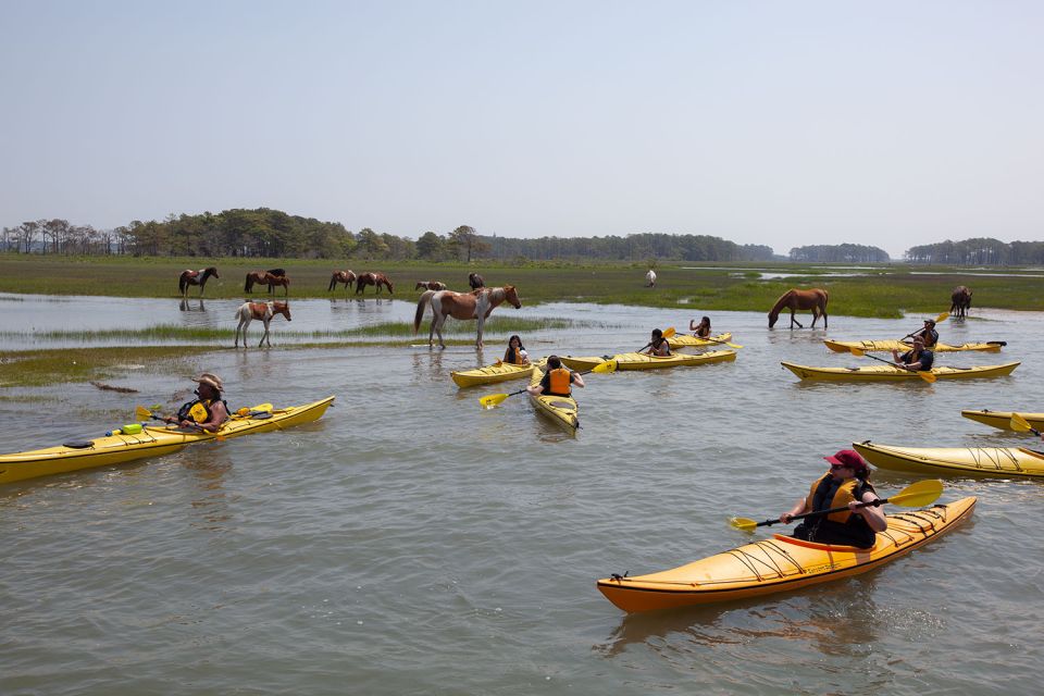 From Chincoteague: Guided Kayak Tour to Assateague Island - Last Words