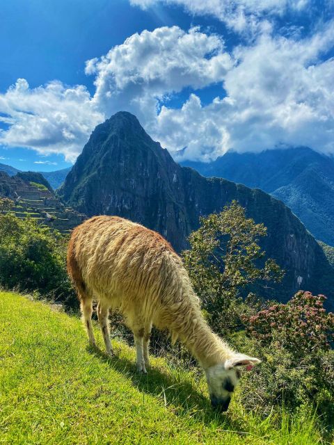 From Cusco: Machu Picchu Full-Day Group Tour - Last Words