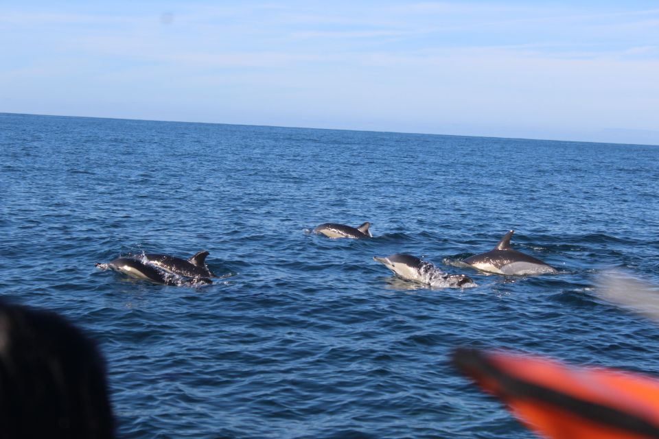 From Faro: Dolphin-Watching & Wildlife - Participant Selection and Ratings