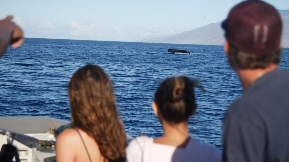 From Maalaea: Whale Watching Catamaran Cruise With Drinks - Live Tour Guide and Languages