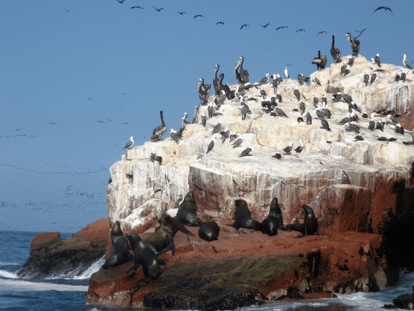 From Paracas: Ballestas Islands Guided Tour - Common questions