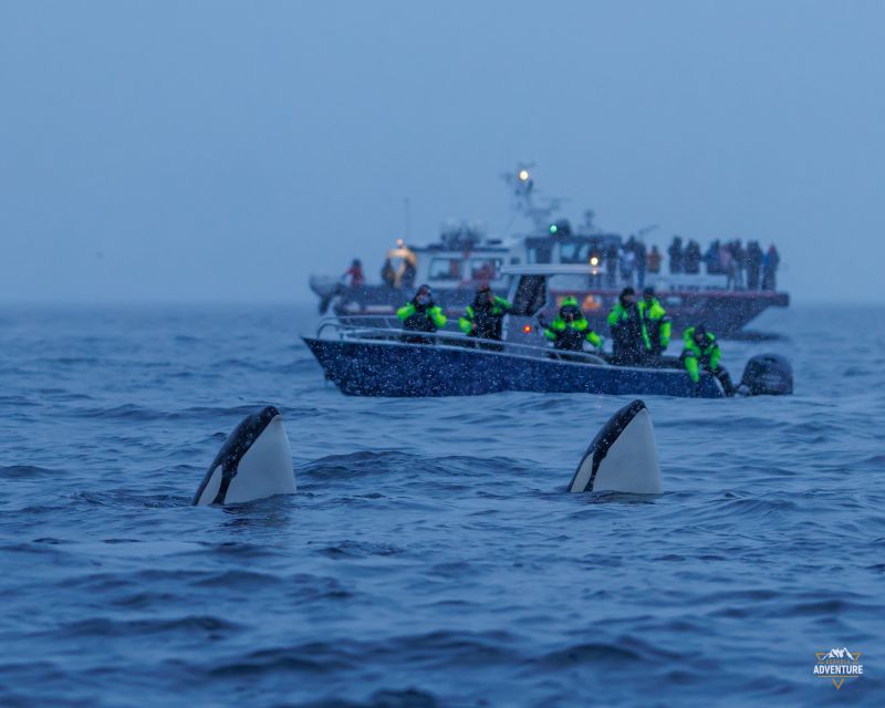 From Skjervøy: Whale Watching in a Heated Cabin Cruiser - Boat Amenities