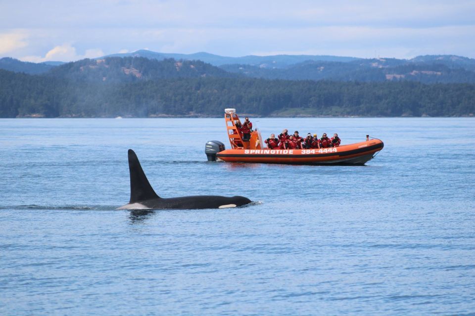 From Victoria: Whale Watching Tour by Zodiac Boat - Common questions