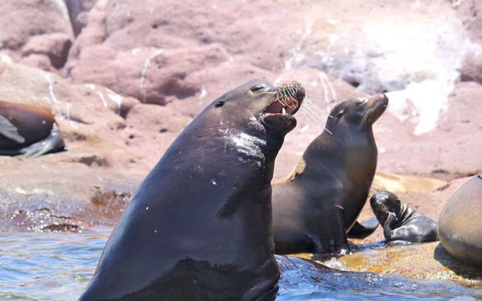 Full-Day Guided Tour Espíritu Santo Island & Sea Lions - Location and How to Get There
