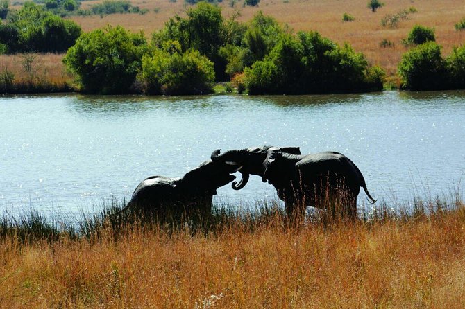 Fully Inclusive Pilanesbserg Safari From Johannesburg - Common questions