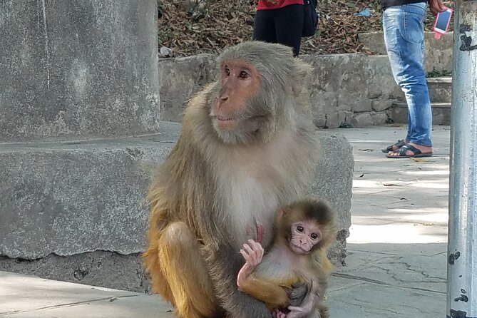 Half-Day Tour to Swoyambhunath Stupa - Last Words