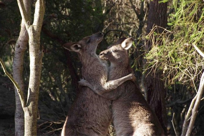 Kangaroo Encounter & Aboriginal Rock Arts Half-Day Trip From Sydney - Common questions