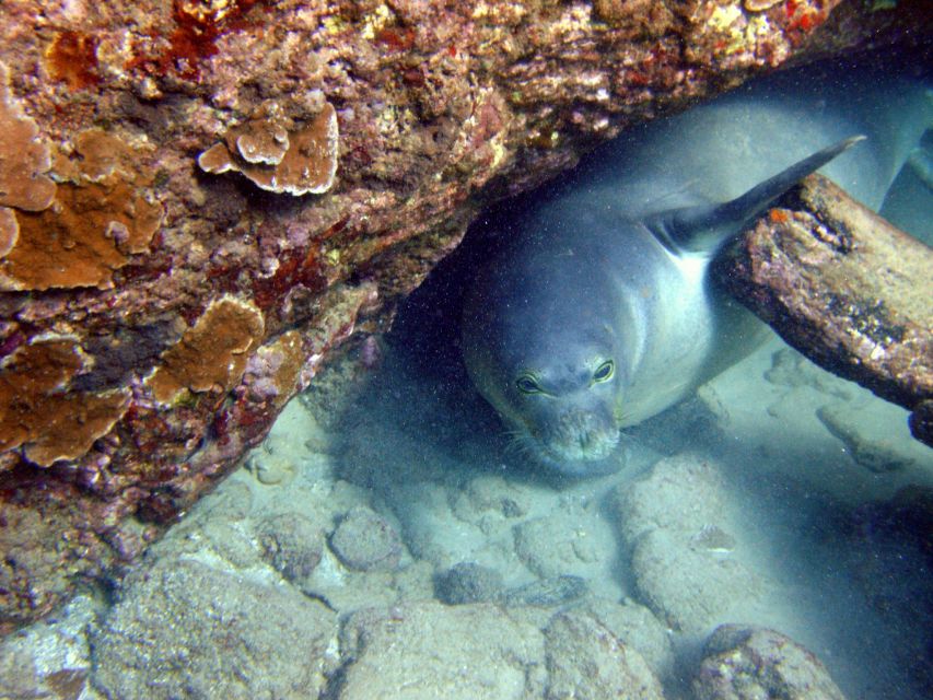 Kayaking and Snorkeling at Turtle Reef - Common questions