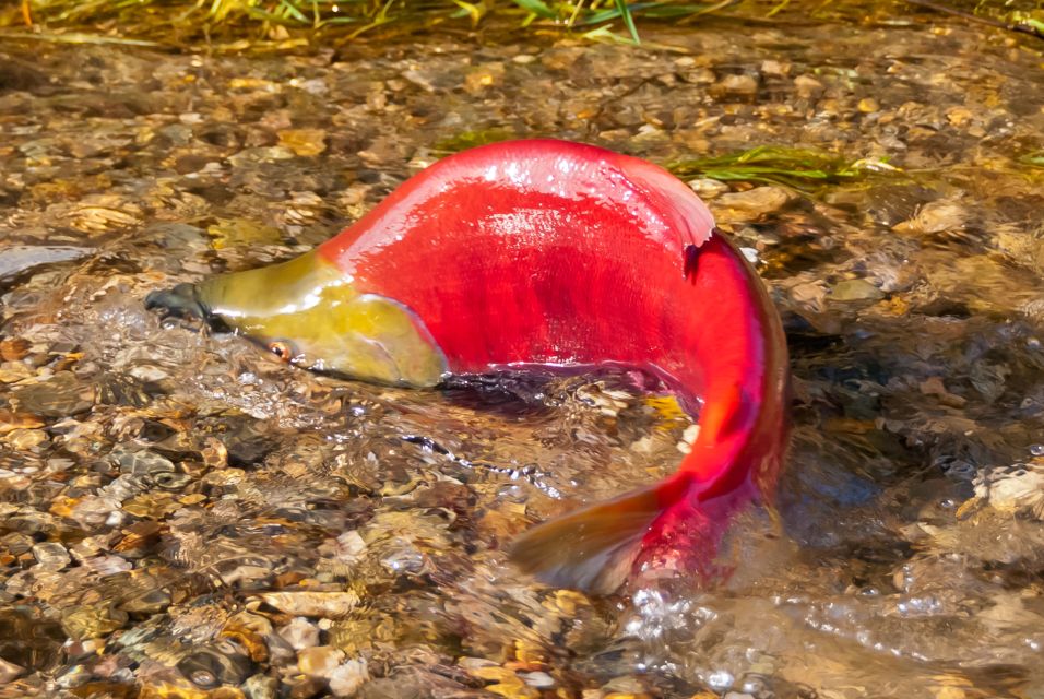 Kelowna: Mission Creek Salmon Run Audio Tour by E-Bike - Last Words