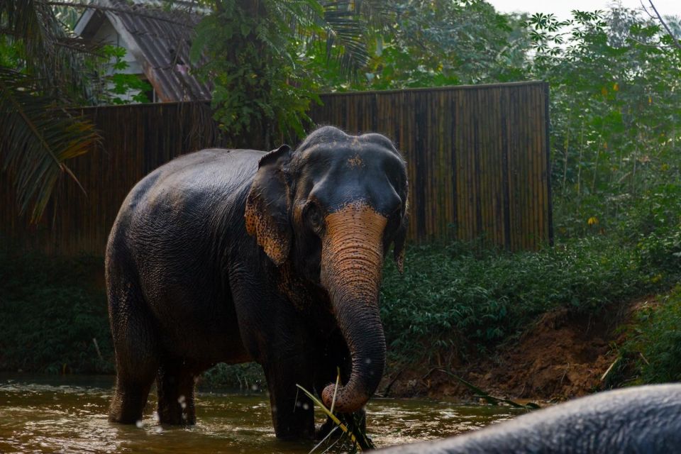 Khao Lak: 1-Hour Elephant Sanctuary Eco-Journey With Shuttle - Common questions