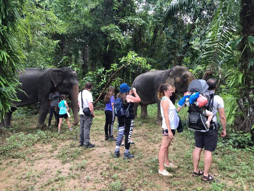 Khao Lak: Khao Sok Elephant Sanctuary and Night Jungle Walk - Common questions
