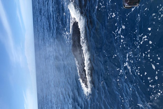 Lahaina Small-Vessel Whale-Watching Experience (Mar ) - Directions