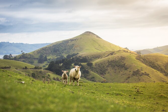 Larnach Castle Tour & Wildlife Cruise (Dunedin Shore Excursion) - Last Words