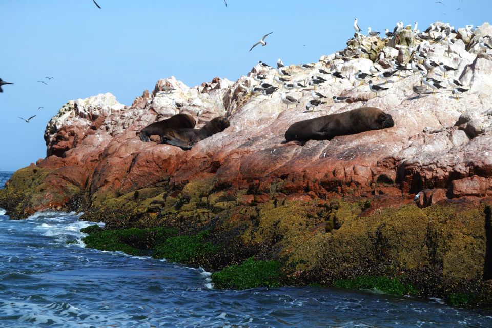 Lima: Ballestas Islands, Winery and Nazca Lines Private Tour - Last Words