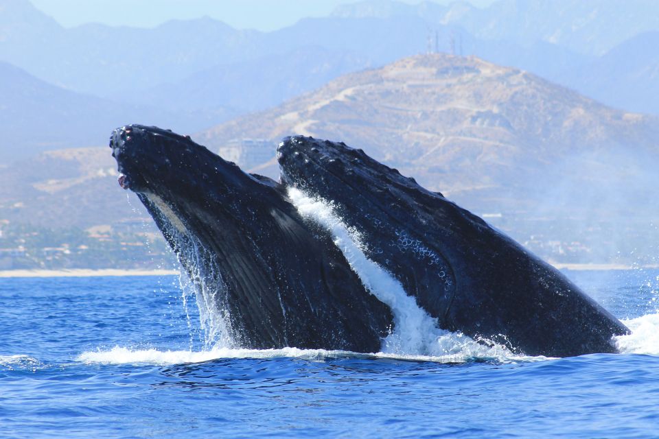 Los Cabos: Whale Watching (Transport and Pictures Included) - Customer Testimonials