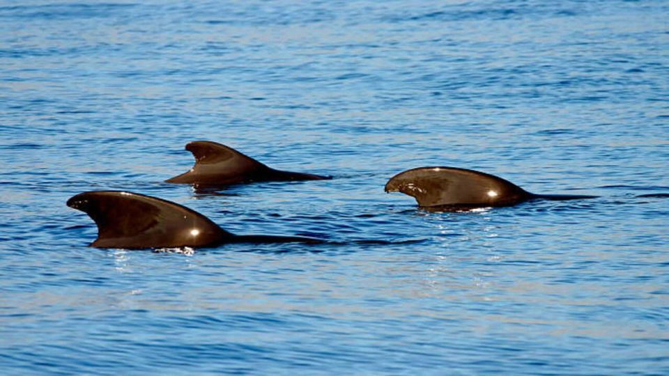 Los Cristianos: Sunset Tour Ecoyacht Whales Watching - Ecoyacht Experience