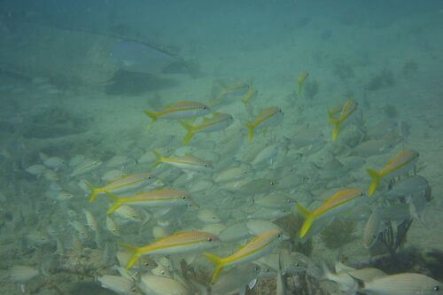 Lower Grand Lagoon: Panama City Beach Guided Snorkeling Tour - What to Bring