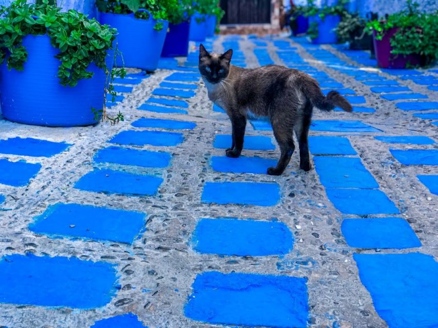 Luxury Chefchaouen : 2-Day Private Journey From Casablanca - Common questions