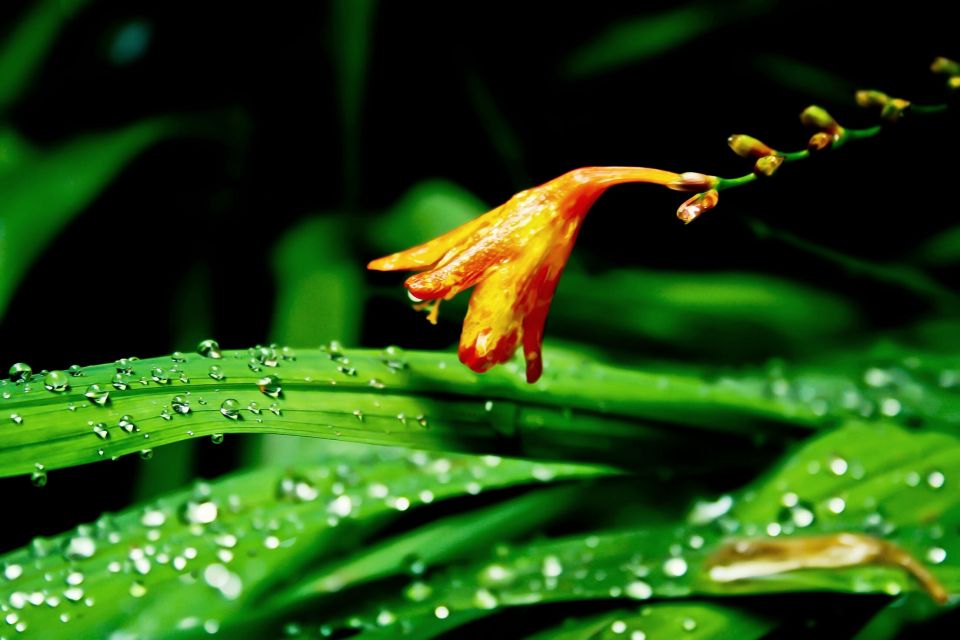 Madeira Island: Caldeirão Verde Levada Walk - Last Words