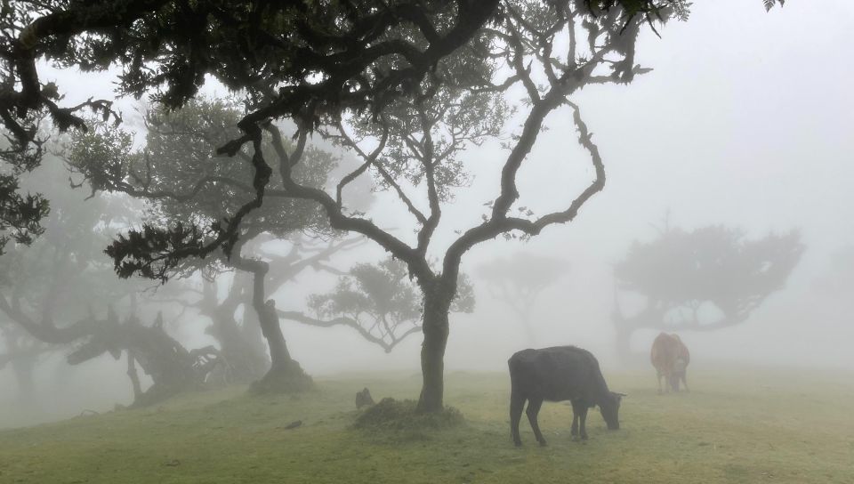 Madeira: Westside Story - for Solo Travellers - Last Words