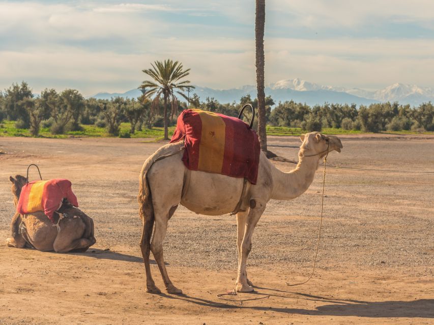 Marrakech: Majorelle Garden Tour With Palmeraie Camel Ride - Last Words