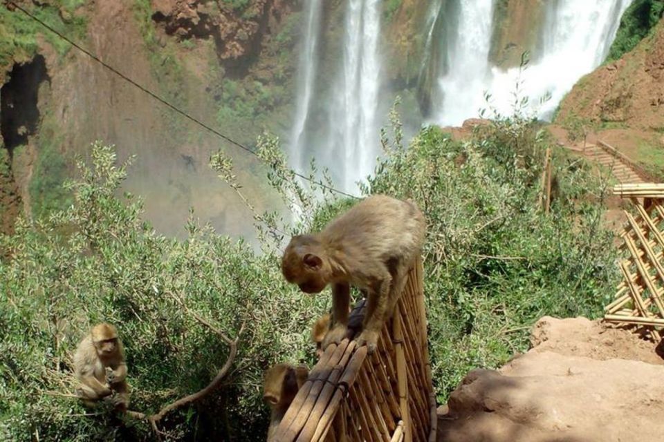 Marrakech: Ouzoud Waterfalls Guided Day Trip With Boat Ride - Last Words