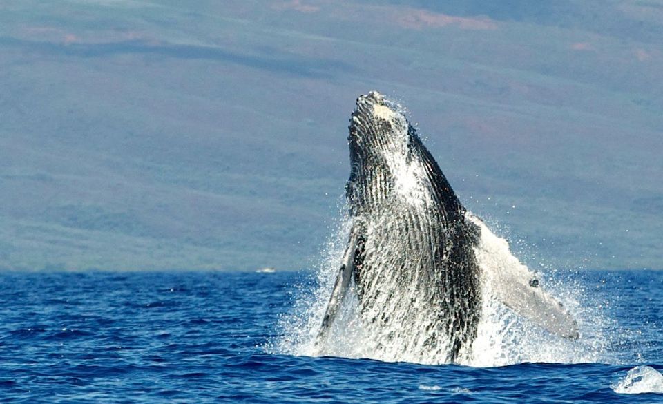 Maui: Guided Whale Watching Tour on Eco Raft - Last Words