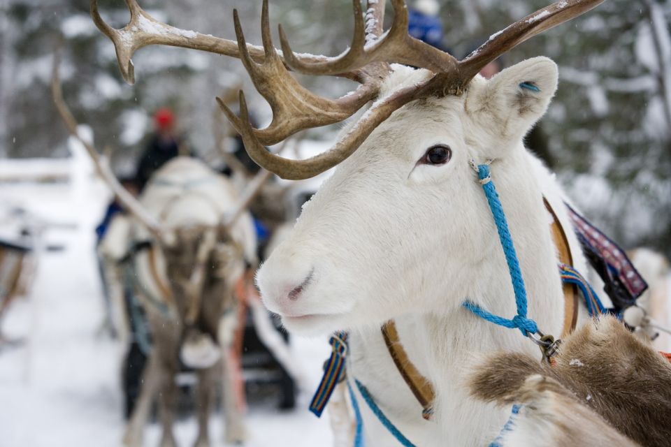 Meeting Santa Claus & Arctic Reindeer Safari & Hug Huskies - Common questions