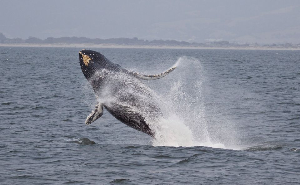 Monterey: Whale Watching Cruise - Common questions