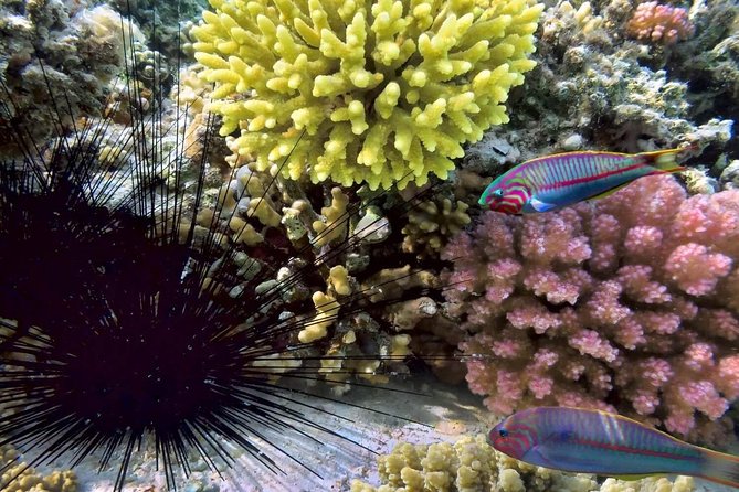 Mr. Tu Snorkel Day Trip to Koh Nangyuan & Koh Tao by Speed Boat From Koh Samui - Common questions