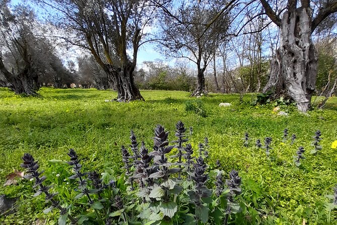 Naxos: Countryside Hike Among Villages & Byzantine Churches - Additional Information