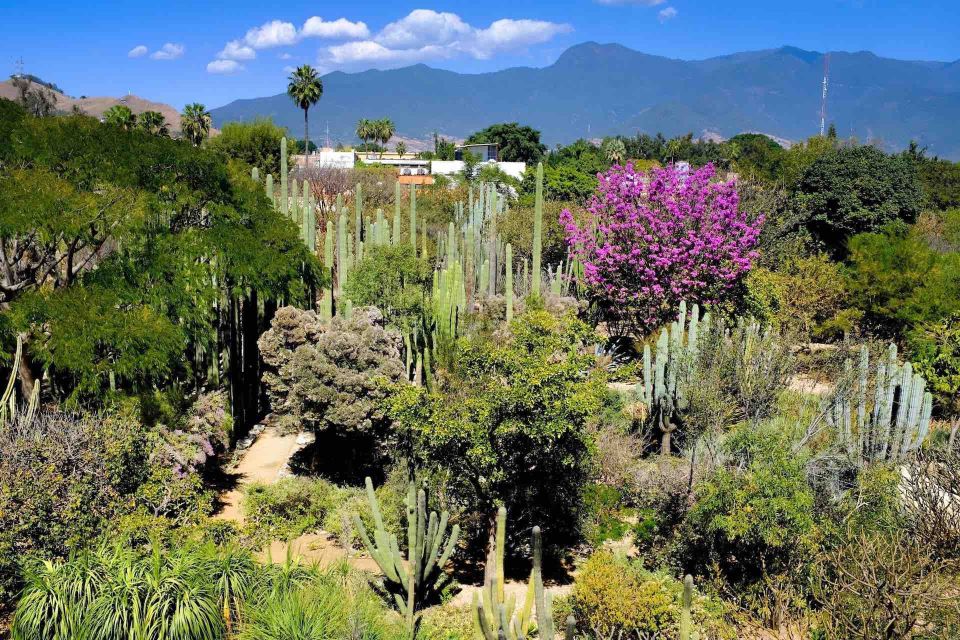 Oaxaca: City Walk and Botanical Garden Tour - Common questions