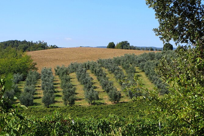 Olive Oil - Wine - Beer Private Tour (Price per Group of 6) - Last Words