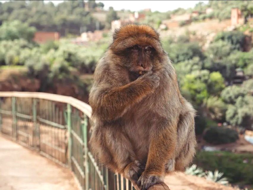 Ouzoud Waterfalls: Day Trip From Marrakech - Safety Tips