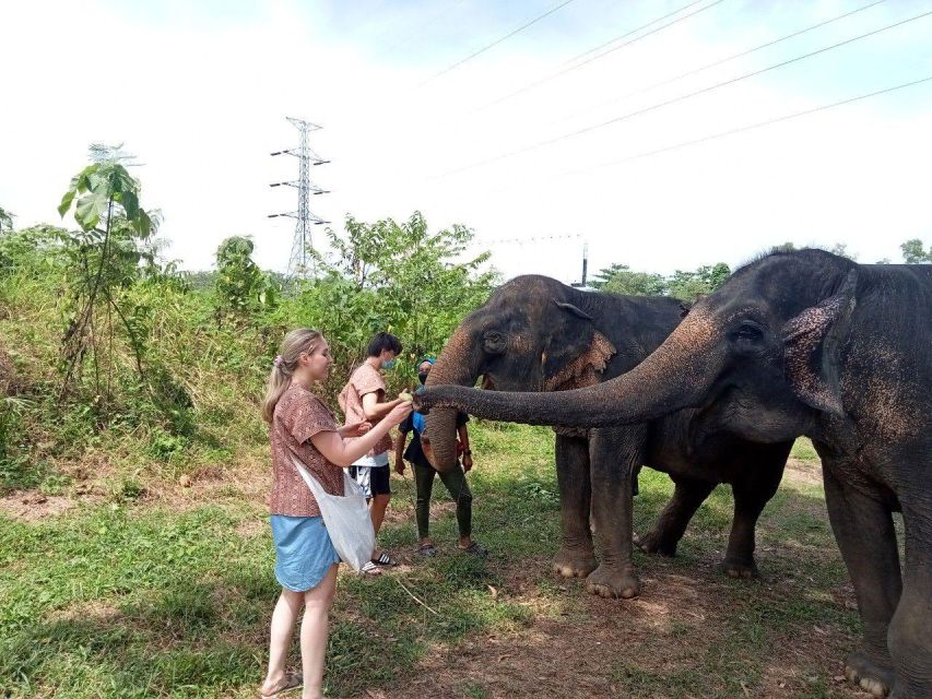 Phuket: Ethical Elephant Sanctuary Eco Guide Walk Tour - Last Words
