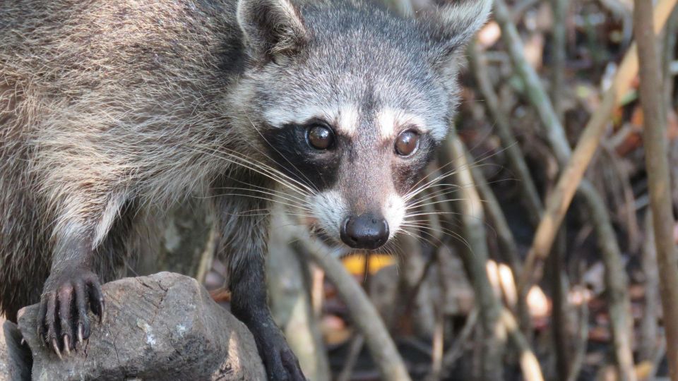 Playa Blanca: Daytour With Snorkeling and Racoon Sighting - Miscellaneous