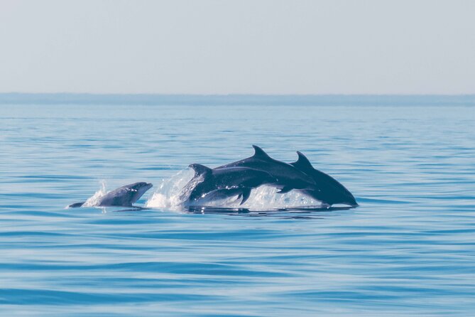 Portimão:2h30 Guaranteed-Dolphins and Seabirds-Biologist on Board - Common questions