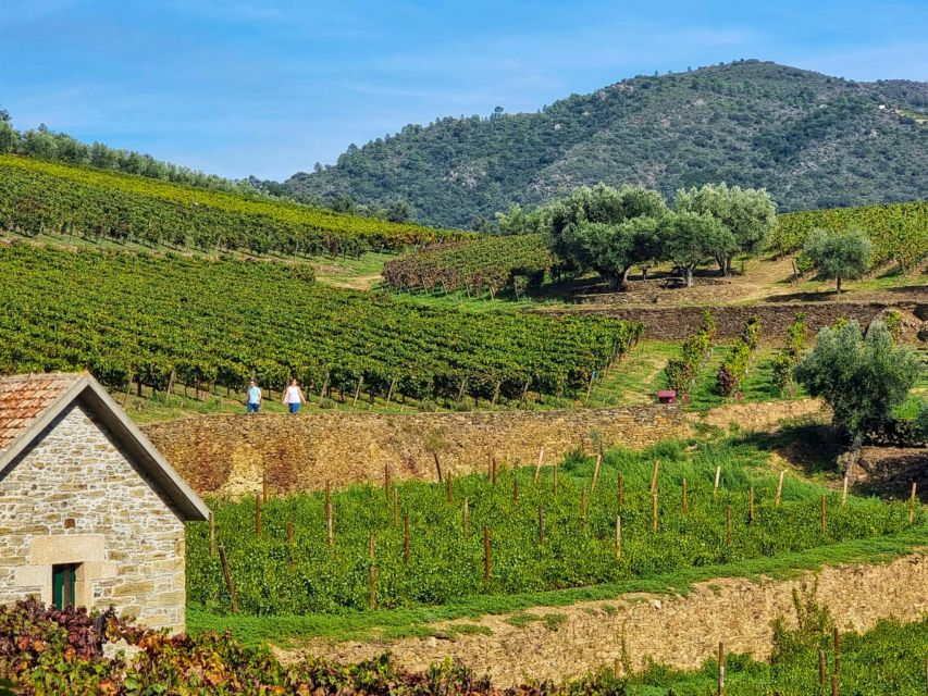 Porto: Douro Valley: an Authentic Wine Experience With Lunch - Common questions