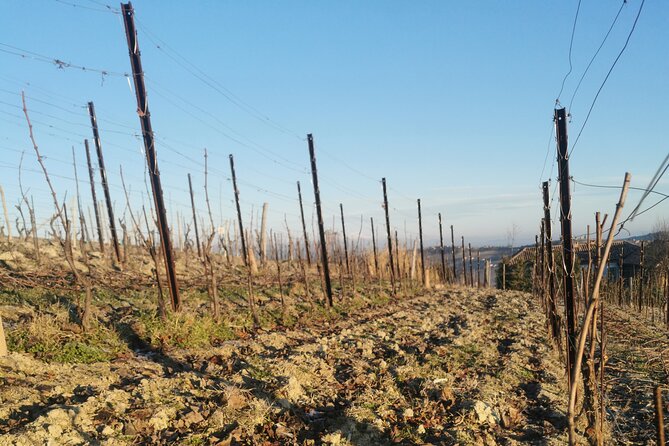 Private Barolo and Barbaresco Wine Tour Including Tastings - Last Words
