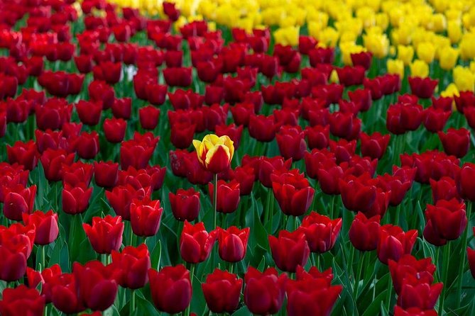 Private Day Tour OTTAWA Tulip Festival May 10-20 From MONTREAL - Helpful Resources
