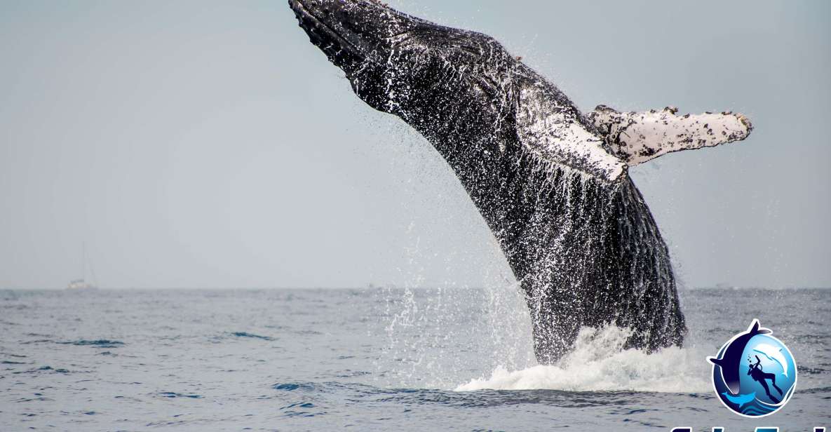 Private Luxury Yacht Whale Watching - Wheelchair Accessible Tour