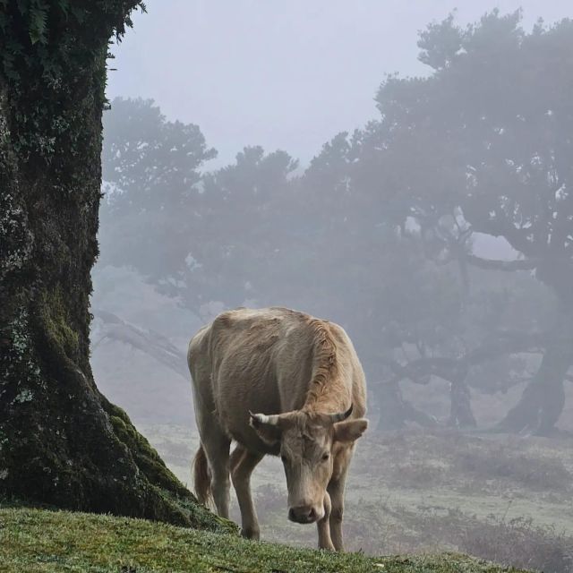 Private Tour: Fanal Tour by Overland Madeira - Common questions