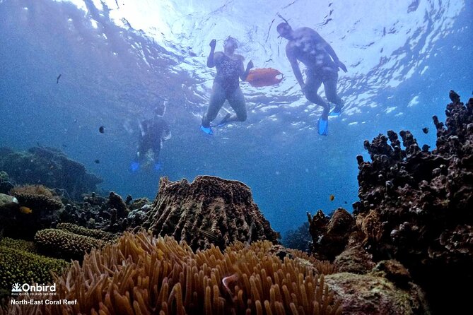 PROFESSIONAL SNORKELING to Explore Hidden Coral Spots (MAX 9 PAX) - Seasonal Recommendations