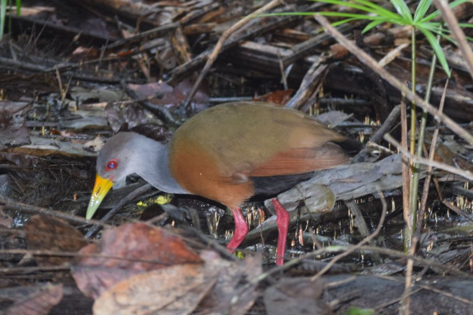 Puerto Maldonado: 4-Day Tambopata Rainforest Tour - Booking Information