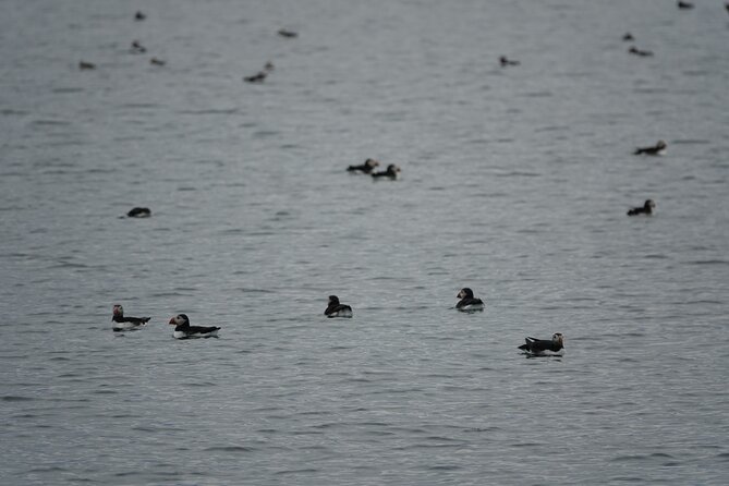 Puffin Observation by Boat From Reykjavik Old Harbour - Last Words